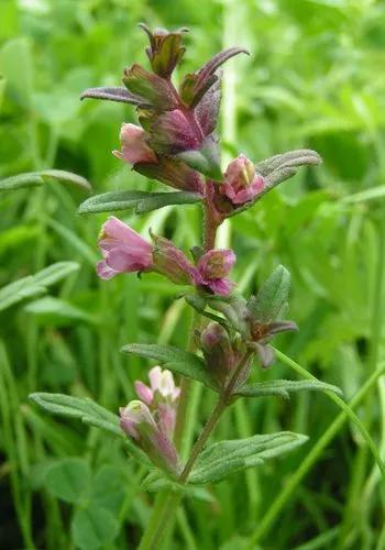 Red Bartsia