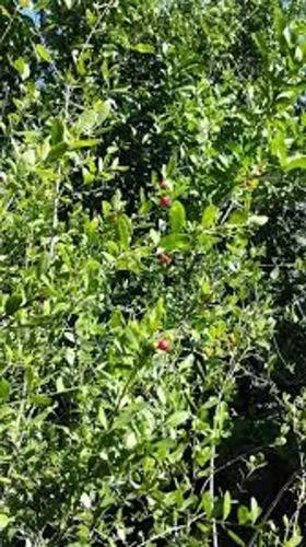 Maidenberry