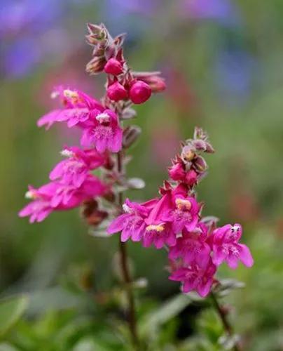 Penstemon Newberryi