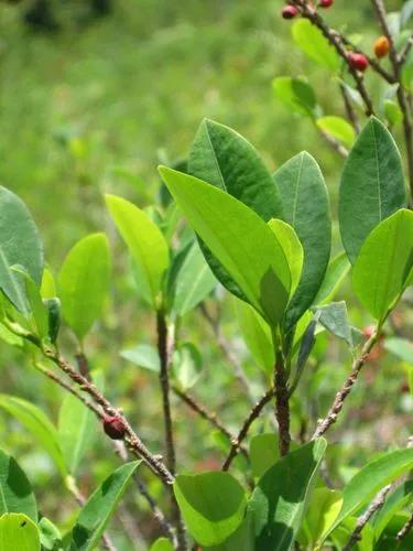 Coca Tree