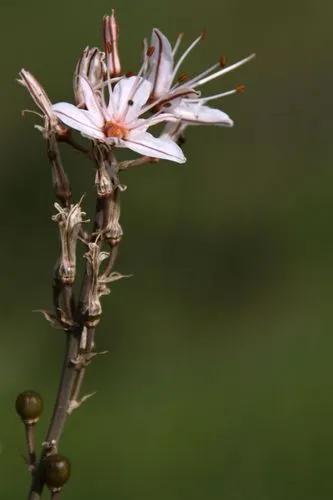 Branched Asphodel