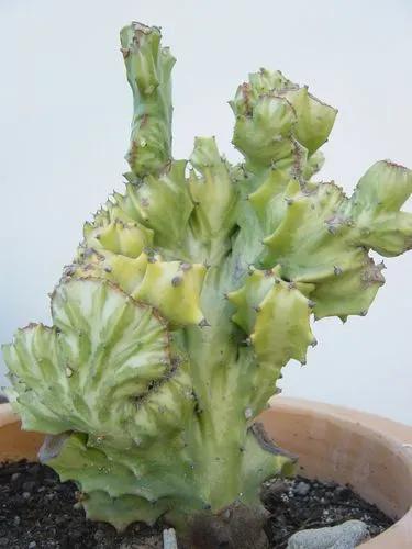 Euphorbia Lactea Cristata