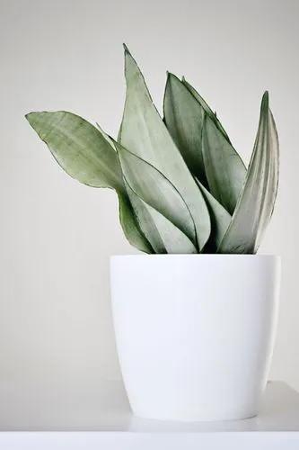 Sansevieria moonshine