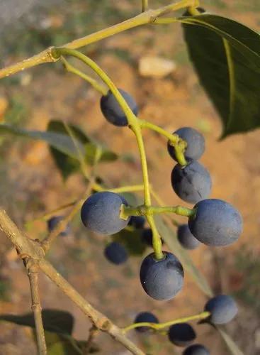 Olea Dioica