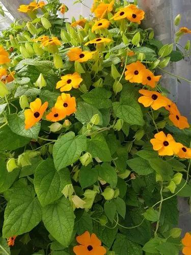 Black-eyed Susan vine