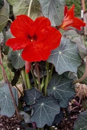 Nasturtium 'empress Of India'