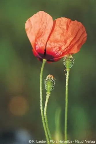 Poppy Apulum