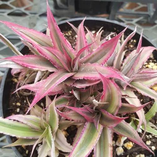 Cryptanthus Bromeliads