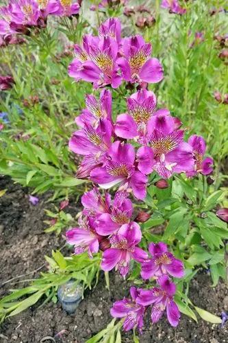 Peruvian Lily 'Princess Paola'