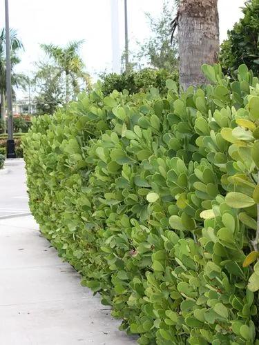 Autograph tree