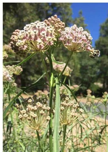 California Milkweed