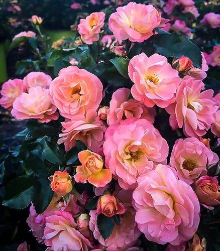 Rosa Peach Drift Rose