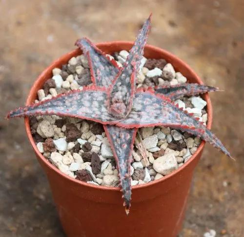 Bright Star Aloe