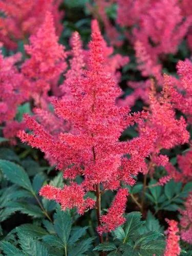 Japanese astilbe