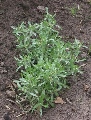 Marsh Cudweed