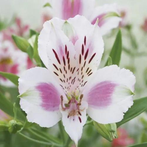 Peruvian Lily 'princess Monica'