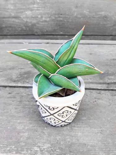 Snake Plant 'samurai Dwarf'