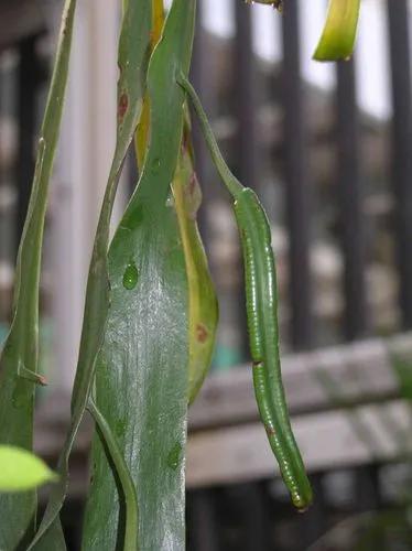 Ribbon Fern