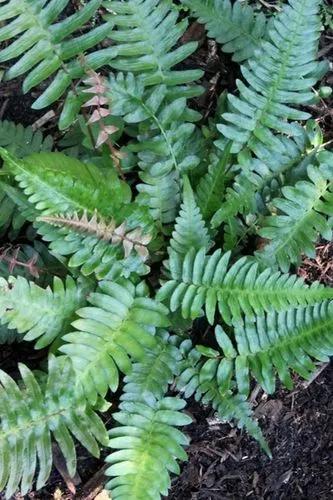 Blechnum Fern