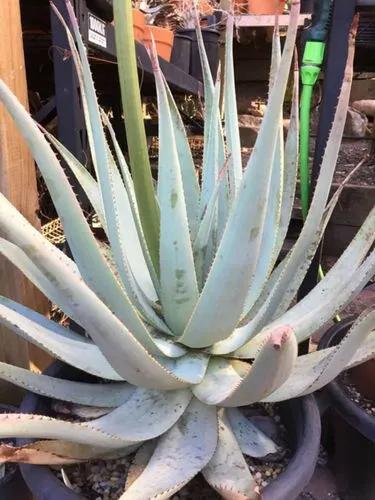 Green-flowered Aloe