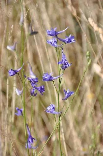 Delphinium Gracile