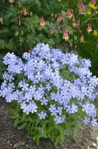 Wild blue phlox