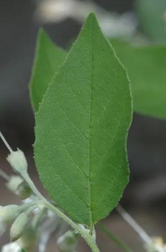 American Snowbell