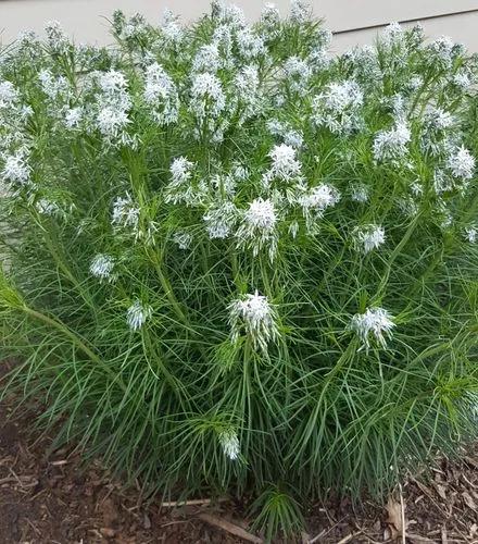 Amsonia Hubrichtii