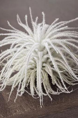 Tectorum Air Plant