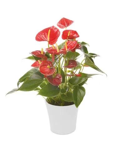 Anthurium Orangina