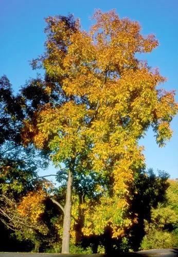 Shellbark Hickory