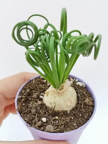 Corkscrew Albuca