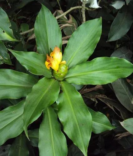 Costus Pictus