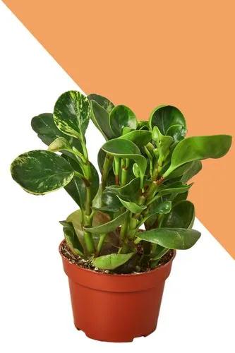 Marble Peperomia