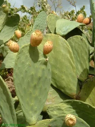 Opuntia Maxima