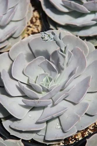 Pollux Echeveria