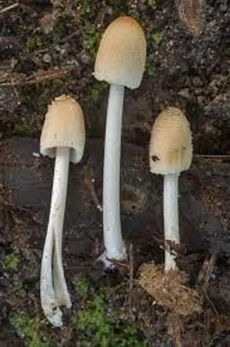 Coprinellus