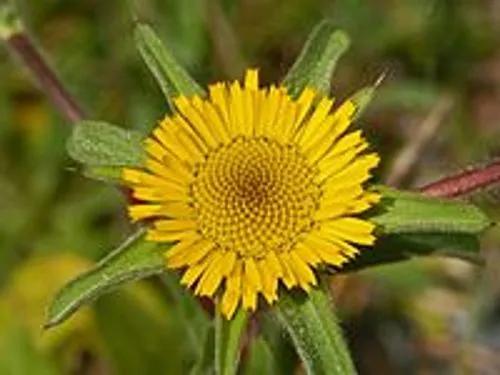 Spiny Starwort