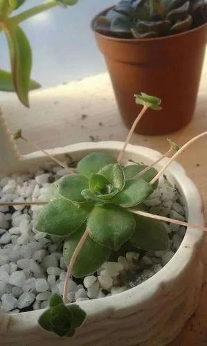 Crassula orbicularis