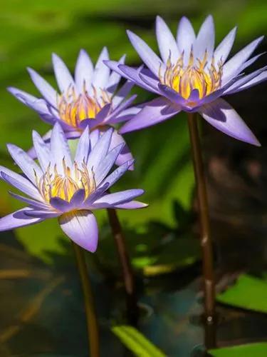 Red And Blue Water-lily