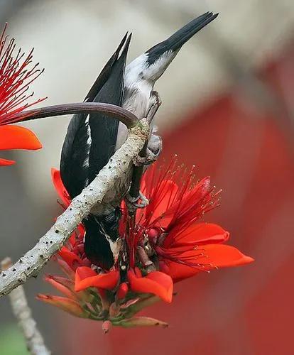 Erythrina Variegata