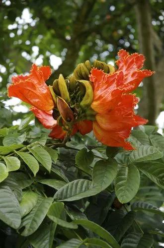 African Tuliptree