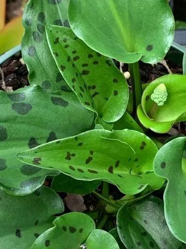 African hosta