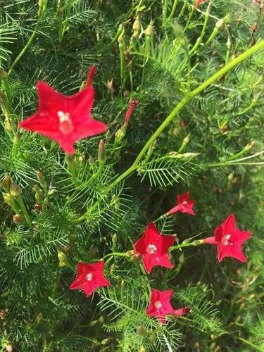 Ipomoea Quamoclit