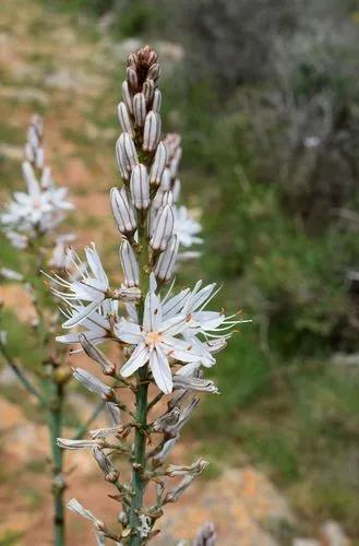 Asphodelus Cerasiferus