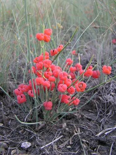 Ephedra Distachya