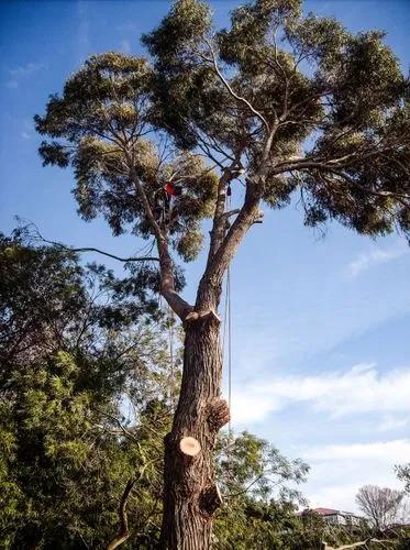 Blue Gume Tree