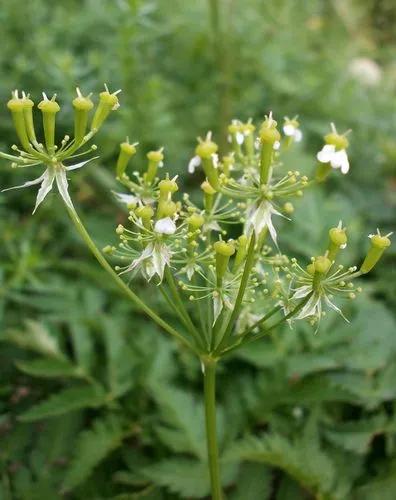 Chaerophyllum Aureum