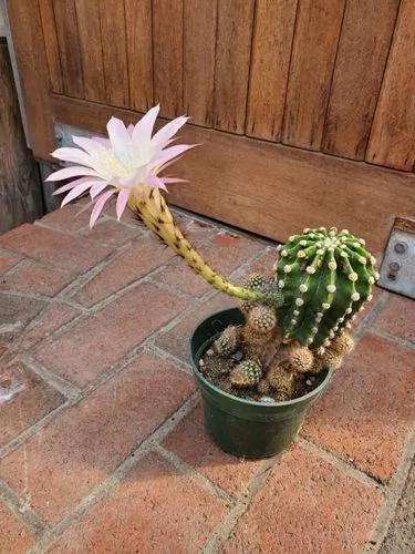 Easter lily cactus