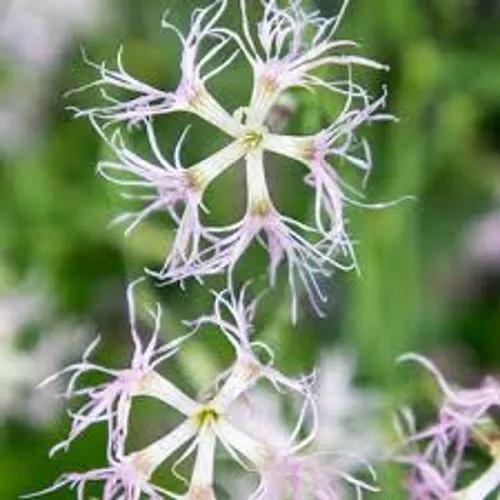 Fringed Pink